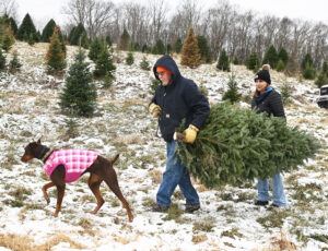 WVU study: A visit to a Christmas tree lot can reduce stress and anxiety